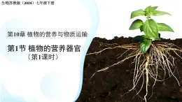 4.10.1植物的營養(yǎng)器官 第1課時(shí) 課件 生物蘇教版（2024）七年級(jí)下冊(cè)第4單元