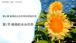 4.11.1 植物的光合作用 課件 生物蘇教版（2024）七年級(jí)下冊(cè)第4單元