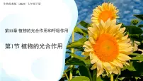 初中生物苏教版（2024）七年级下册（2024）植物的光合作用图文ppt课件