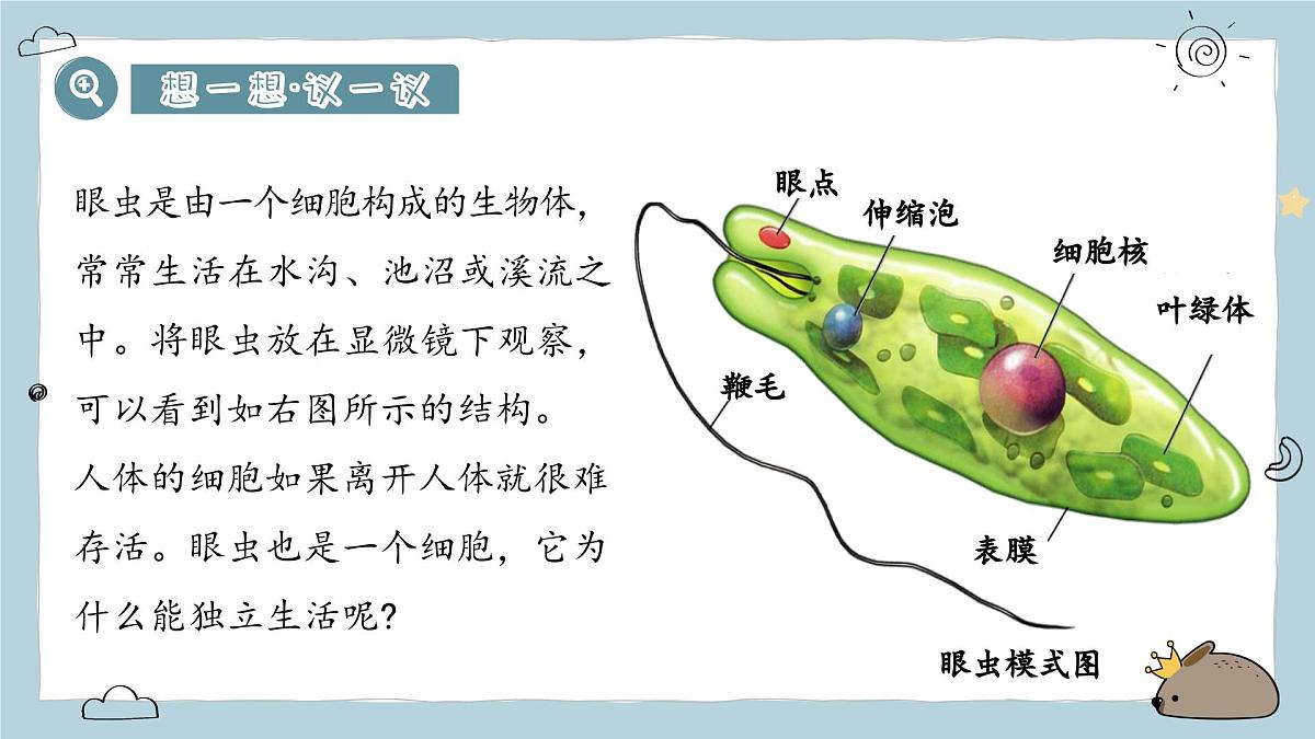 1.3.4单细胞生物(教学课件)——初中生物人教版(2024)七年级上册课件第3页