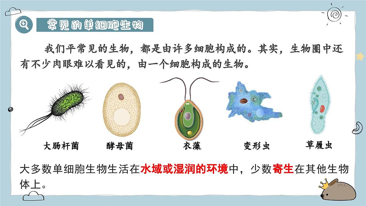 1.3.4单细胞生物(教学课件)——初中生物人教版(2024)七年级上册课件第4页