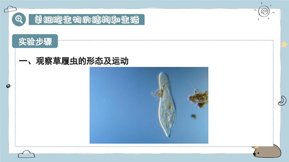 1.3.4单细胞生物(教学课件)——初中生物人教版(2024)七年级上册课件第7页