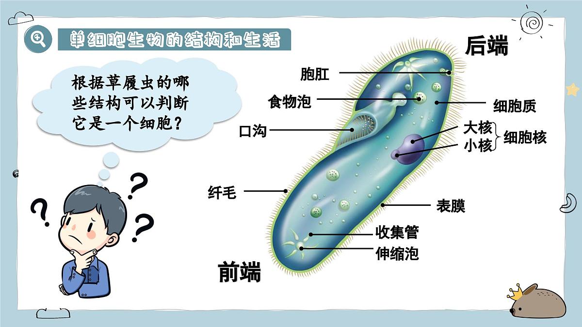 1.3.4单细胞生物(教学课件)——初中生物人教版(2024)七年级上册课件第8页