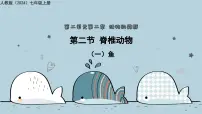 初中生物人教版（2024）七年级上册（2024）鱼教学课件ppt