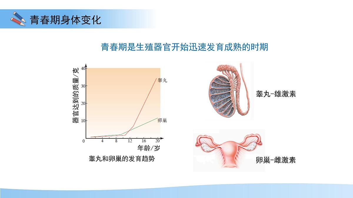 第六节 健康地度过青春期 课件 生物冀少版(2024)七年级下册第三单元第6页