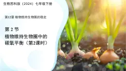 5.12.2 植物維持生物圈中的碳氧平衡 第2課時課件 生物蘇科版（2024）七年級下冊第五單元