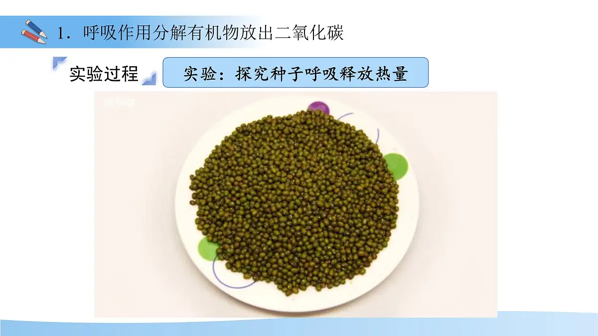 5.12.2 植物维持生物圈中的碳氧平衡 第2课时课件 生物苏科版(2024)七年级下册第五单元第5页