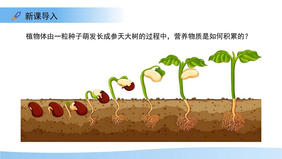 5.12.1 植物是生物圈中的生产者 课件 生物苏科版(2024)七年级下册第五单元第3页