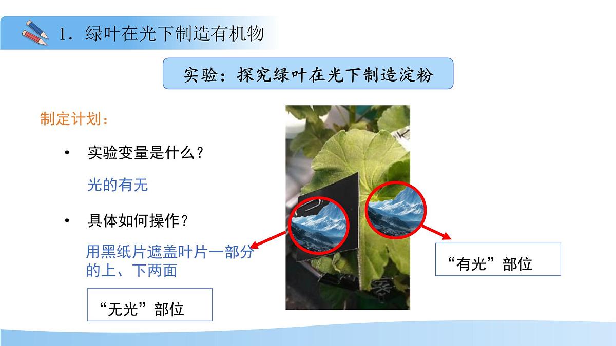 5.12.1 植物是生物圈中的生产者 课件 生物苏科版(2024)七年级下册第五单元第8页