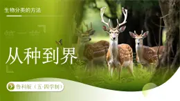 3.4.2 第二節(jié) 從種到界 課件 生物魯科版（2024）七年級下冊第四章