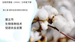 4.3.5 生物育種技術(shù)促進(jìn)農(nóng)業(yè)發(fā)展 課件 生物濟(jì)南版（2024）七年級(jí)下冊(cè)第四單元