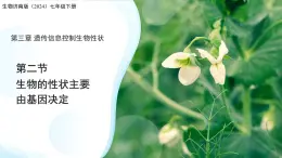 4.3.2 生物的性狀主要由基因決定（第2課時(shí)）課件 生物濟(jì)南版（2024）七年級(jí)下冊(cè)第四單元
