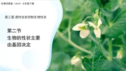 4.3.2 生物的性狀主要由基因決定（第1課時(shí)）課件 生物濟(jì)南版（2024）七年級(jí)下冊(cè)第四單元