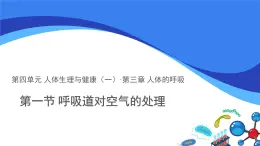 第一節(jié) 呼吸道對空氣的處理 課件 生物人教版（2024）七年級下冊第四單元