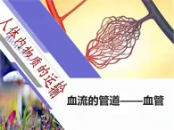 第十四章 人體內(nèi)物質(zhì)的運(yùn)輸 第2節(jié) 血管與心臟 PPT課件