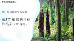 5.11.3 植物的開花和結(jié)果 第3課時 課件  生物蘇科版（2024）七年級下冊第五單元