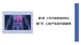 初中  生物  北師大版（2024）  七年級(jí)下冊(cè)4.9.1 人體產(chǎn)生的代謝廢物 課件