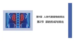 初中  生物  北師大版（2024）  七年級(jí)下冊(cè)4.9.2 尿的形成與排出 課件