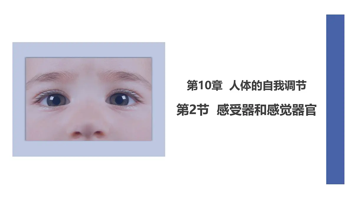 初中 生物 北师大版(2024) 七年级下册4.10.2 感受器和感觉器官 课件第1页