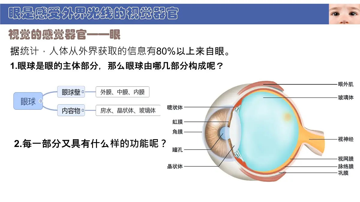 初中 生物 北师大版(2024) 七年级下册4.10.2 感受器和感觉器官 课件第4页
