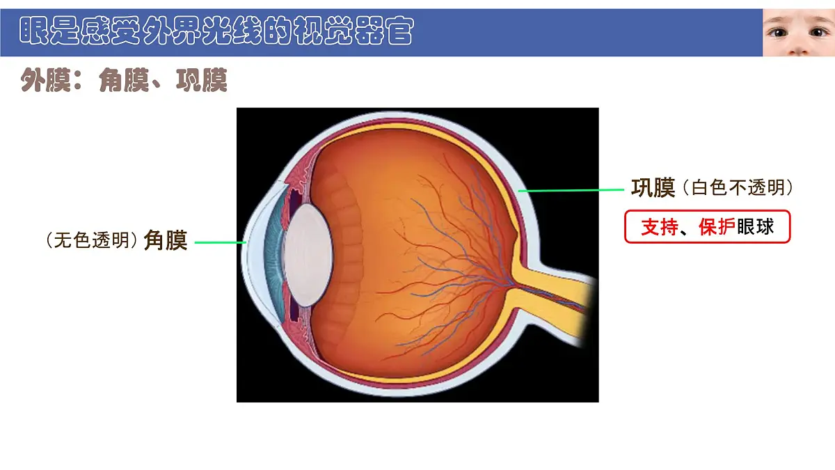 初中 生物 北师大版(2024) 七年级下册4.10.2 感受器和感觉器官 课件第5页