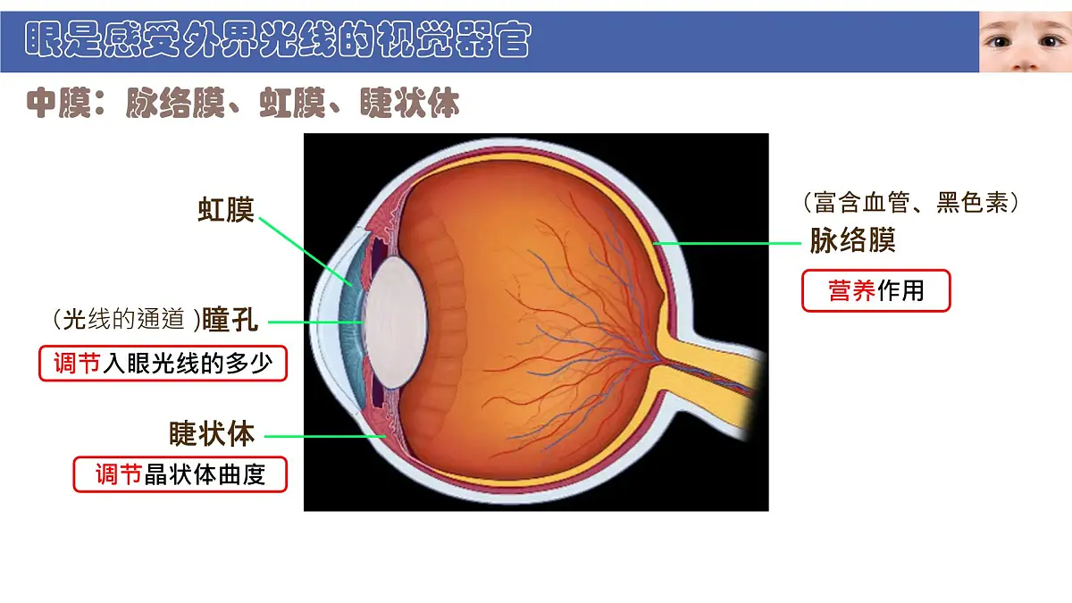 初中 生物 北师大版(2024) 七年级下册4.10.2 感受器和感觉器官 课件第6页