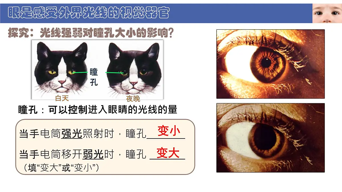 初中 生物 北师大版(2024) 七年级下册4.10.2 感受器和感觉器官 课件第7页