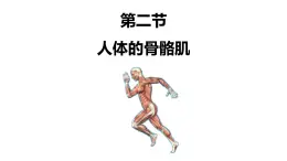 初中  生物  北師大版（2024）  七年級(jí)下冊(cè)4.11.2 人體的骨骼肌+411.3 運(yùn)動(dòng)的完成 課件