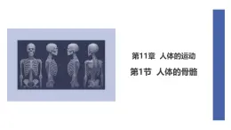 初中  生物  北師大版（2024）  七年級(jí)下冊(cè)4.11.1 人體的骨骼 課件
