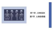 初中生物北师大版（2024）七年级下册（2024）人体的骨骼课文内容ppt课件