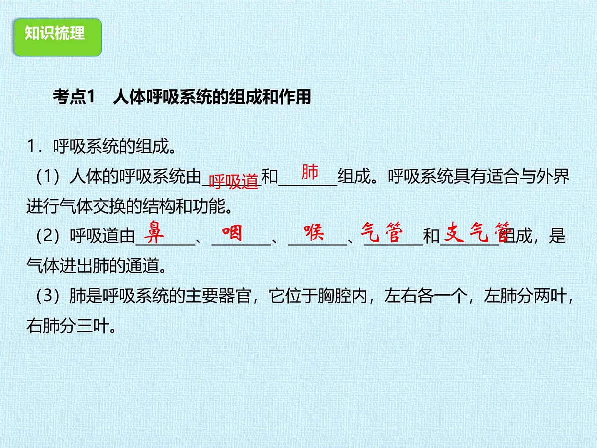 初中 生物 冀少版(2024) 七年级下册3.3-3.4期末复习课件第3页