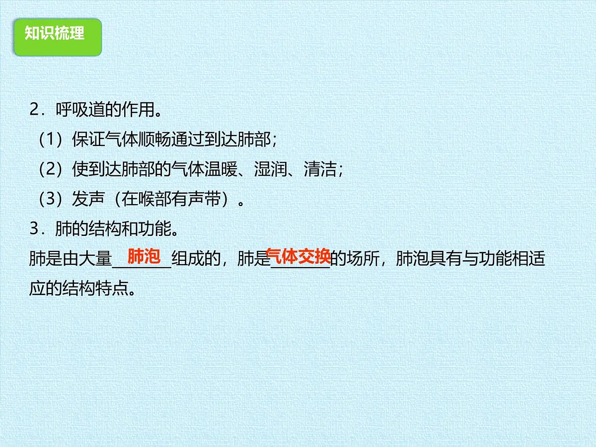 初中 生物 冀少版(2024) 七年级下册3.3-3.4期末复习课件第4页