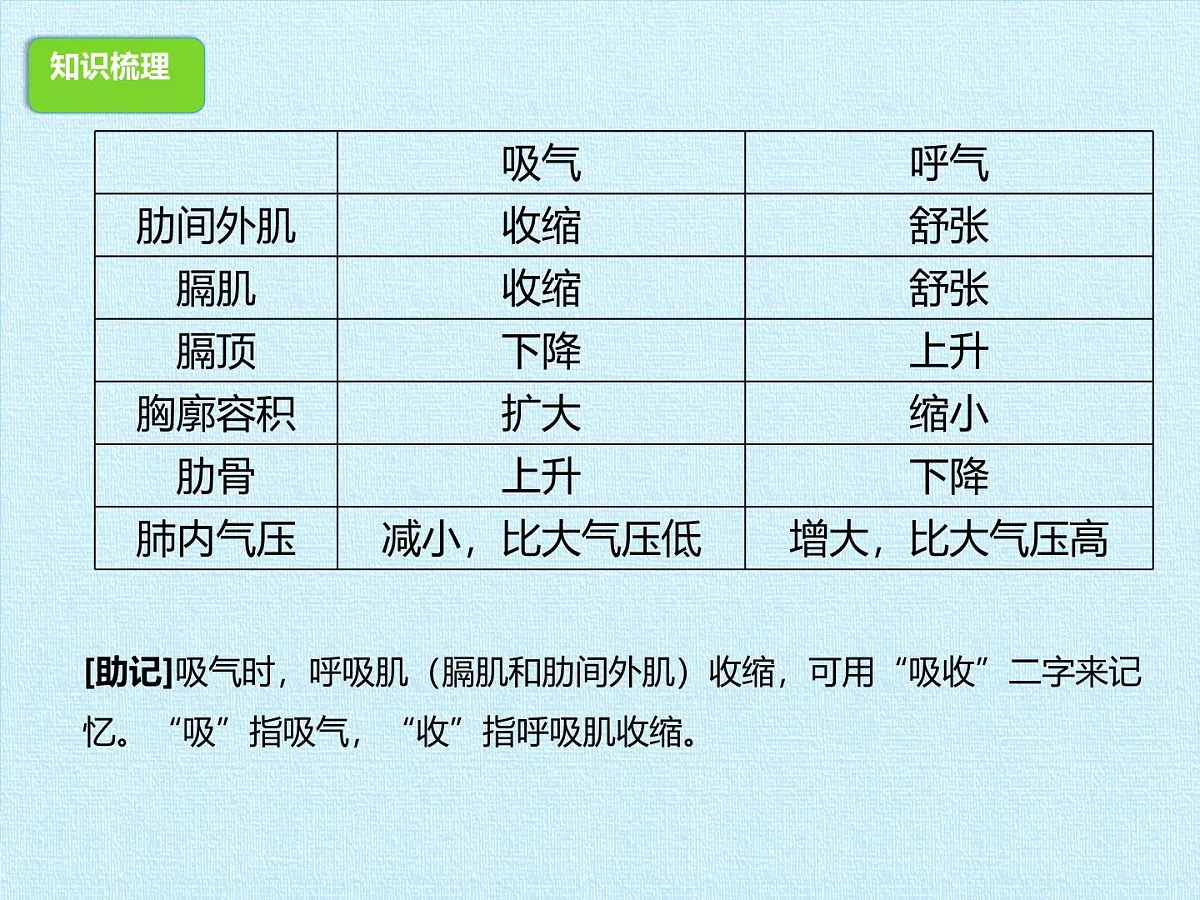 初中 生物 冀少版(2024) 七年级下册3.3-3.4期末复习课件第7页