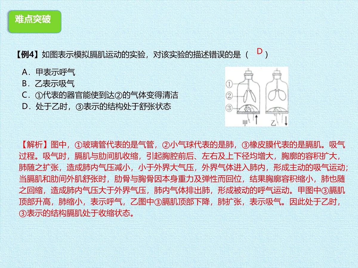 初中 生物 冀少版(2024) 七年级下册3.3-3.4期末复习课件第8页