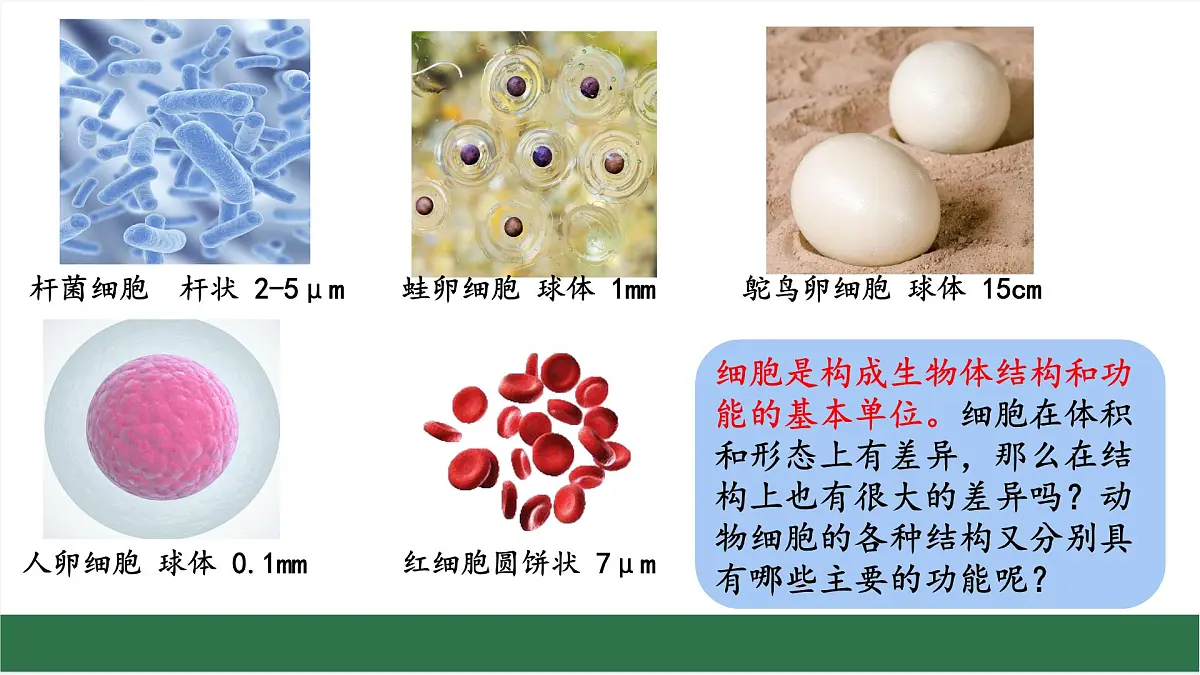 初中 生物 苏教版(2024) 七年级上册1.1.2 动物细胞的结构与功能 课件第3页