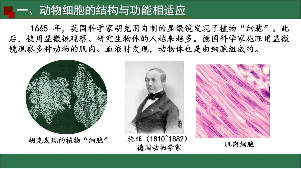 初中 生物 苏教版(2024) 七年级上册1.1.2 动物细胞的结构与功能 课件第4页