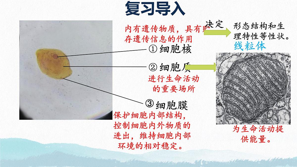 初中 生物 苏教版(2024) 七年级上册1.1.3 植物细胞的结构与功能 课件第2页