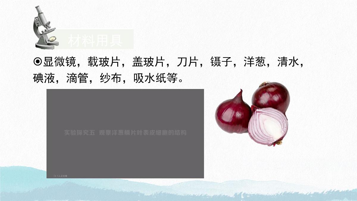 初中 生物 苏教版(2024) 七年级上册1.1.3 植物细胞的结构与功能 课件第5页