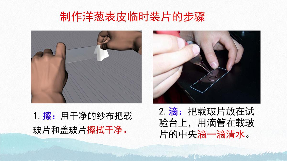 初中 生物 苏教版(2024) 七年级上册1.1.3 植物细胞的结构与功能 课件第6页