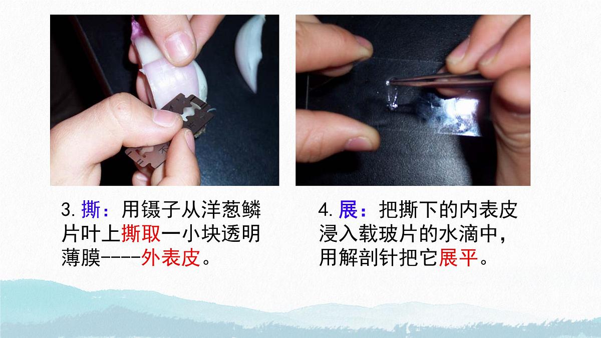 初中 生物 苏教版(2024) 七年级上册1.1.3 植物细胞的结构与功能 课件第7页