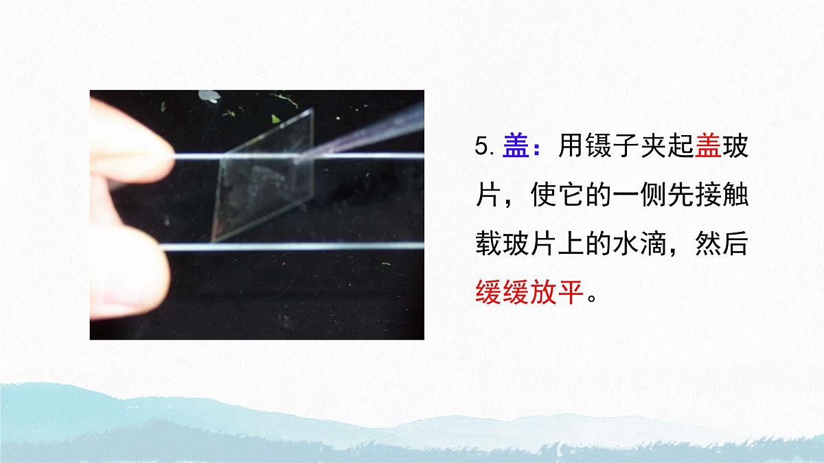 初中 生物 苏教版(2024) 七年级上册1.1.3 植物细胞的结构与功能 课件第8页