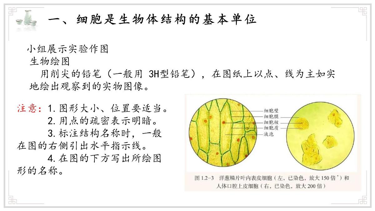 济南版生物(2024)七年级上册 1.2.1 细胞是生物体结构和功能的基本单位 课件第8页