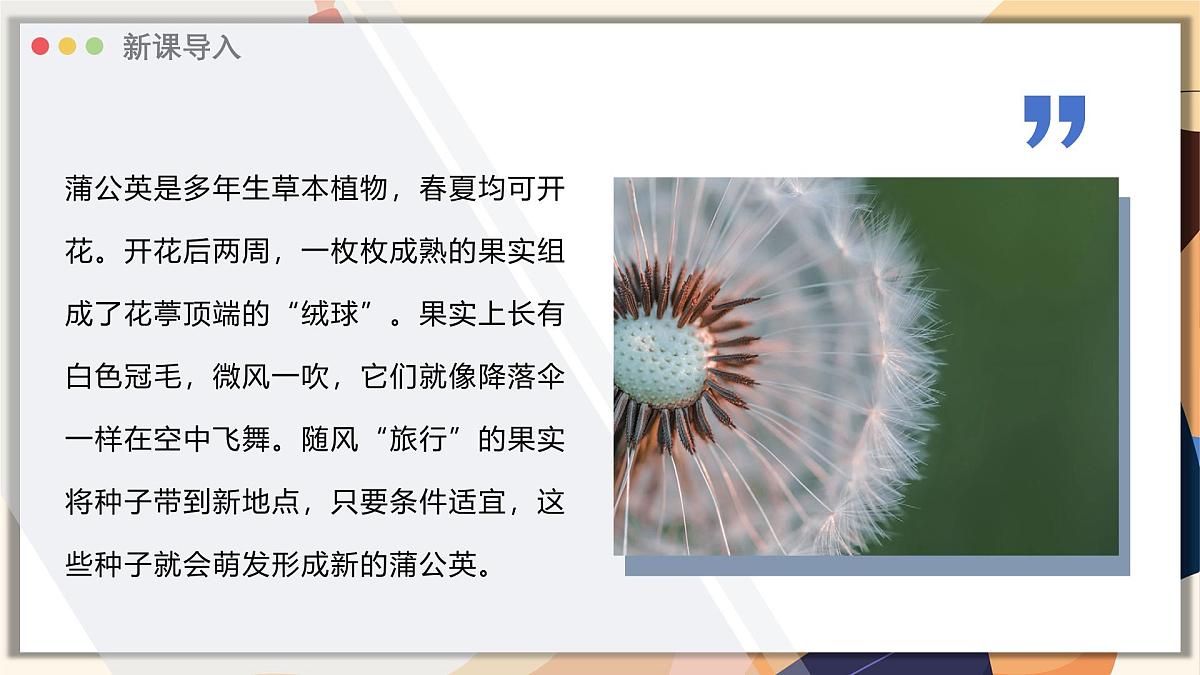 济南版生物(2024)七年级上册 2.1.2 种子植物可分为裸子植物和被子植物 课件第3页
