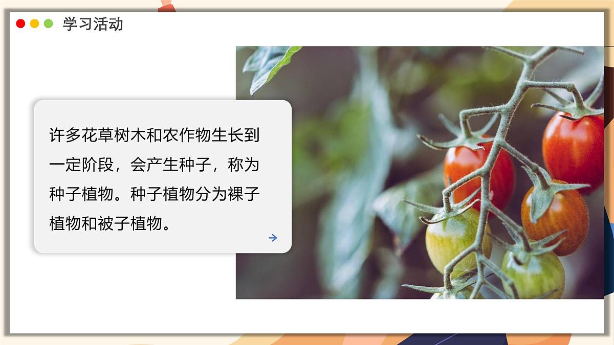 济南版生物(2024)七年级上册 2.1.2 种子植物可分为裸子植物和被子植物 课件第4页
