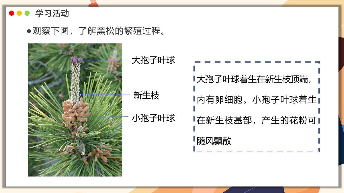 济南版生物(2024)七年级上册 2.1.2 种子植物可分为裸子植物和被子植物 课件第5页
