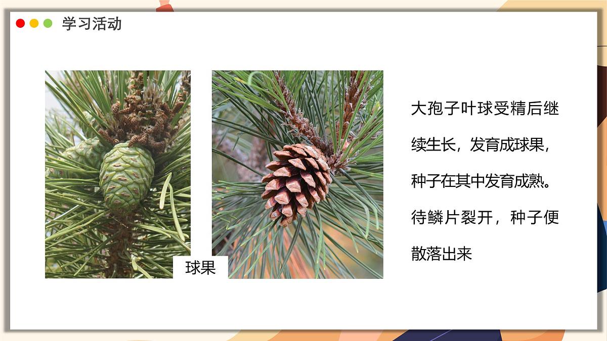 济南版生物(2024)七年级上册 2.1.2 种子植物可分为裸子植物和被子植物 课件第6页