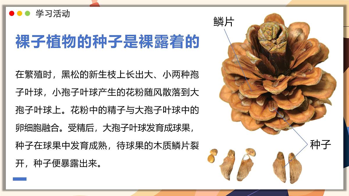 济南版生物(2024)七年级上册 2.1.2 种子植物可分为裸子植物和被子植物 课件第8页