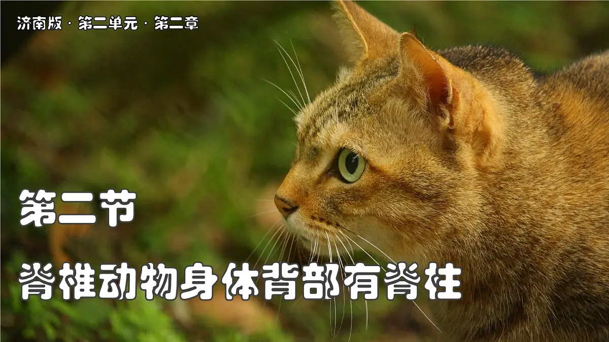 济南版生物(2024)七年级上册 2.2.2 脊椎动物身体背部有脊柱-课件第1页