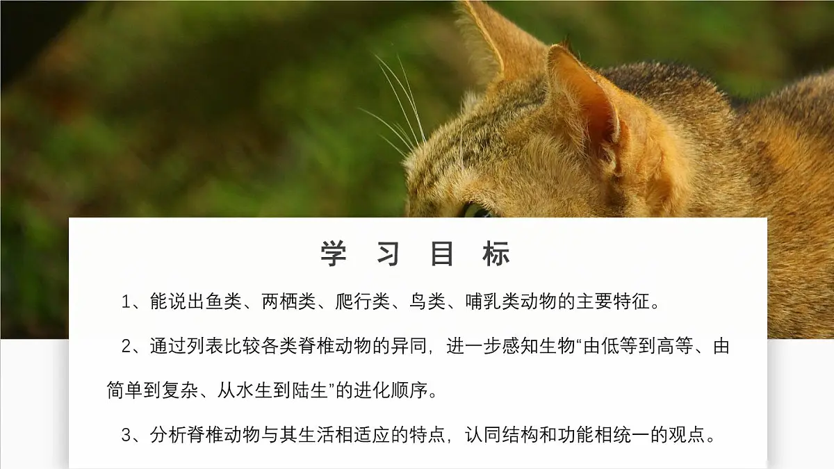 济南版生物(2024)七年级上册 2.2.2 脊椎动物身体背部有脊柱-课件第2页