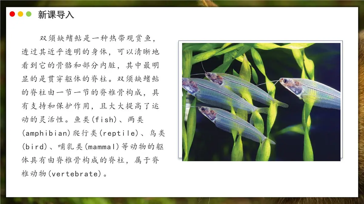 济南版生物(2024)七年级上册 2.2.2 脊椎动物身体背部有脊柱-课件第3页